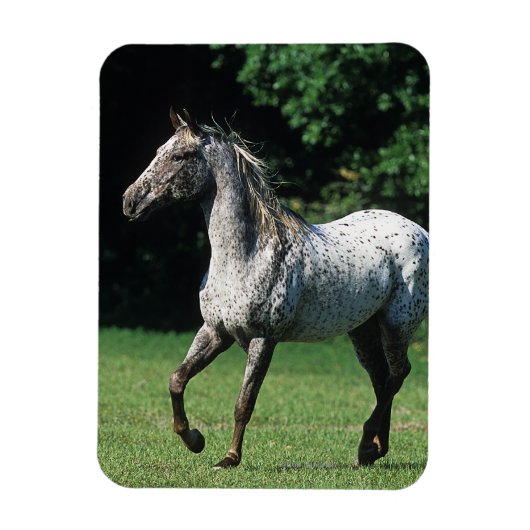 Appaloosa-paard met vlucht 2 magneet (Verticaal)