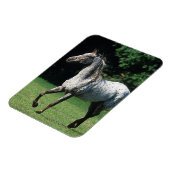 Appaloosa-paard met vlucht 2 magneet (Linkerzijde)