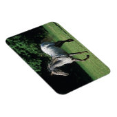 Appaloosa-paard met vlucht 2 magneet (Rechterzijde)