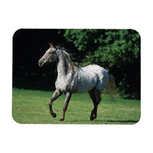 Appaloosa-paard met vlucht 2 magneet