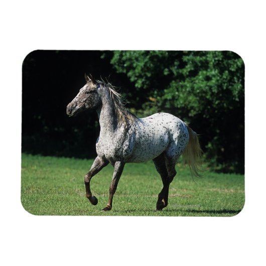 Appaloosa-paard met vlucht 2 magneet (Horizontaal)