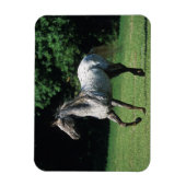 Appaloosa-paard met vlucht 2 magneet (Verticaal)