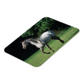 Appaloosa-paard met vlucht 2 magneet (Linkerzijde)