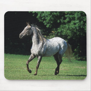 Appaloosa-paard met vlucht 2 muismat