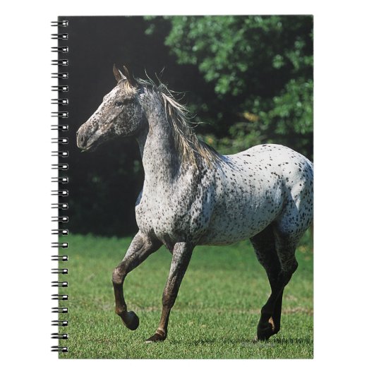 Appaloosa-paard met vlucht 2 notitieboek (Voorkant)