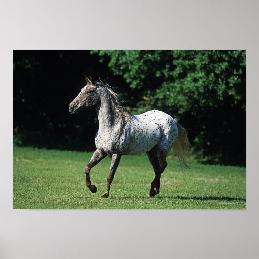 Appaloosa-paard met vlucht 2 poster (Voorkant)