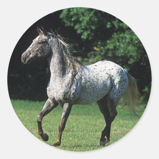 Appaloosa-paard met vlucht 2 ronde sticker (Voorkant)