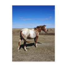 Appaloosa paard op zomerse prairies