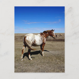 Appaloosa paard op zomerse prairies briefkaart