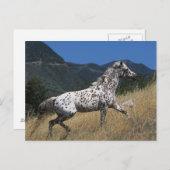 Appaloosa-paard rijdend in bergen briefkaart (Voorkant / Achterkant)