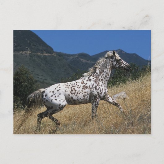 Appaloosa-paard rijdend in bergen briefkaart (Voorkant)