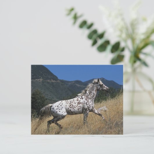 Appaloosa-paard rijdend in bergen briefkaart (Staand voorkant)