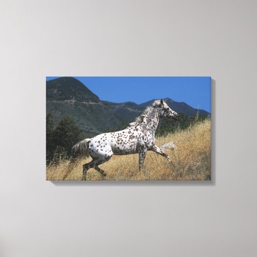 Appaloosa-paard rijdend in bergen canvas afdruk (Voorkant)