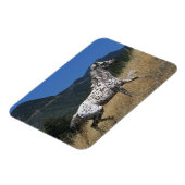 Appaloosa-paard rijdend in bergen magneet (Linkerzijde)