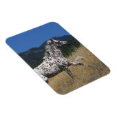 Appaloosa-paard rijdend in bergen magneet (Rechterzijde)