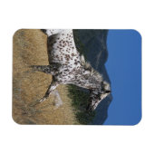 Appaloosa-paard rijdend in bergen magneet (Horizontaal)