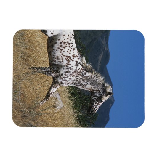 Appaloosa-paard rijdend in bergen magneet (Horizontaal)