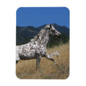 Appaloosa-paard rijdend in bergen magneet (Verticaal)