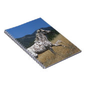 Appaloosa-paard rijdend in bergen notitieboek (Rechterzijde)