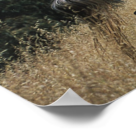 Appaloosa-paard rijdend in bergen poster (Hoek)