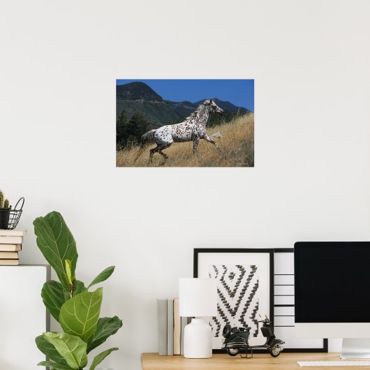 Appaloosa-paard rijdend in bergen poster (Thuiskantoor)