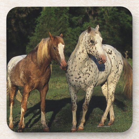 Appaloosa paarden bier onderzetter (Voorkant)