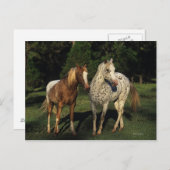 Appaloosa paarden briefkaart (Voorkant / Achterkant)