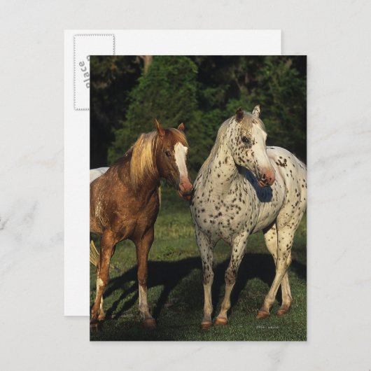 Appaloosa paarden briefkaart (Voorkant / Achterkant)