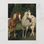 Appaloosa paarden briefkaart (Voorkant)