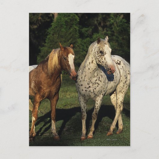 Appaloosa paarden briefkaart (Voorkant)