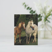 Appaloosa paarden briefkaart (Staand voorkant)