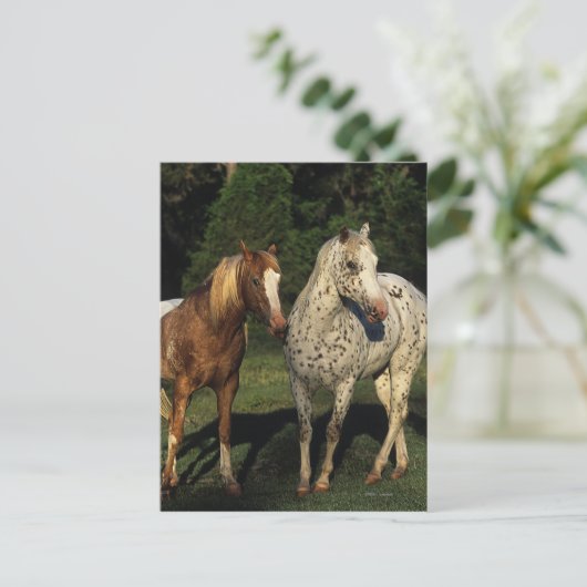 Appaloosa paarden briefkaart (Staand voorkant)