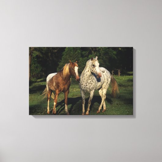 Appaloosa paarden canvas afdruk (Voorkant)