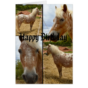 Appaloosa Paarden Foto Collage Birthday