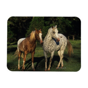 Appaloosa paarden magneet