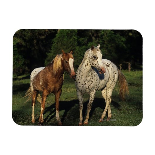 Appaloosa paarden magneet (Horizontaal)