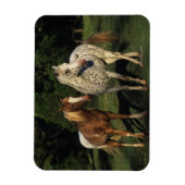 Appaloosa paarden magneet (Verticaal)