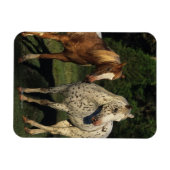 Appaloosa paarden magneet (Horizontaal)