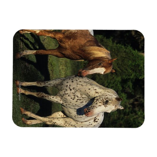 Appaloosa paarden magneet (Horizontaal)