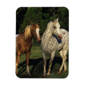 Appaloosa paarden magneet (Verticaal)