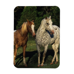 Appaloosa paarden magneet