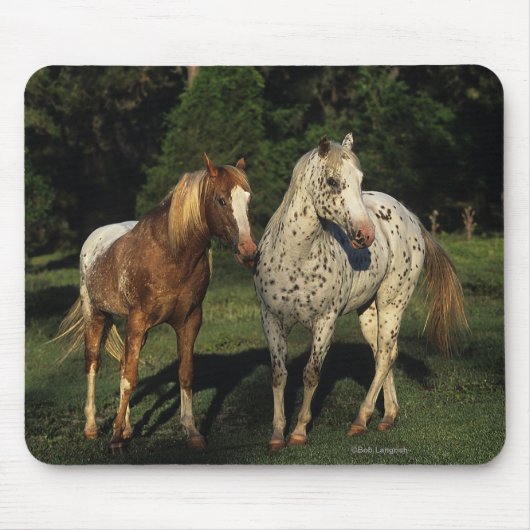 Appaloosa paarden muismat (Voorkant)