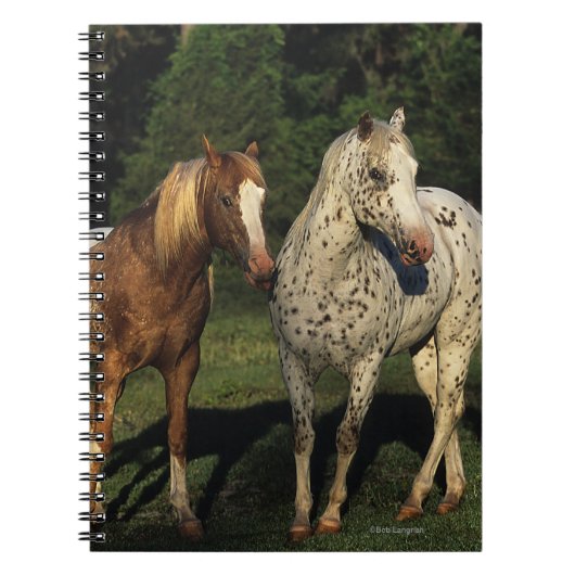 Appaloosa paarden notitieboek (Voorkant)