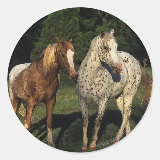 Appaloosa paarden ronde sticker (Voorkant)