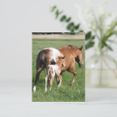 Appaloosa paardenveulen en merrie briefkaart (Staand voorkant)