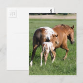 Appaloosa paardenveulen en merrie briefkaart (Voorkant / Achterkant)