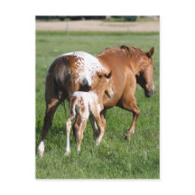 Appaloosa paardenveulen en merrie