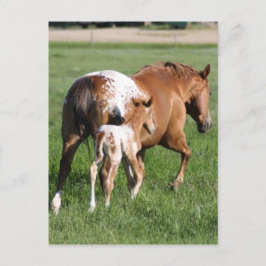 Appaloosa paardenveulen en merrie briefkaart (Voorkant)