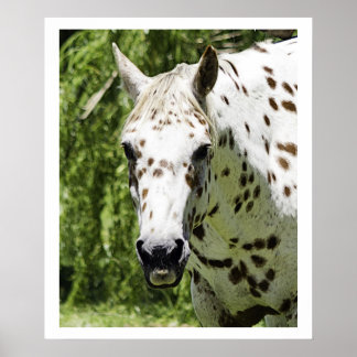 Appaloosa-portret, paardenfotografie poster