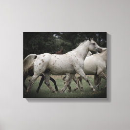 Appaloosa Running Free Canvas Afdruk